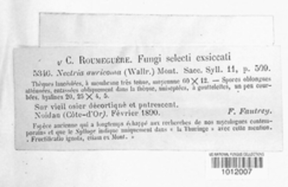 Nectria auricoma image